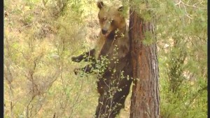 C'est pas Sorcier : Les ours