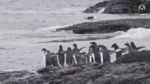 Antarctique, un continent à la dérive