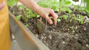 Mon premier potager : Eclaircir un semis