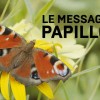 Le message des papillons