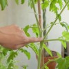 Mon premier potager : Tailler un pied de tomate