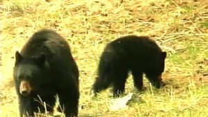 Le Grand Ours des plaines