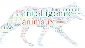 L'intelligence animale en question