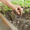 Mon premier potager : Eclaircir un semis