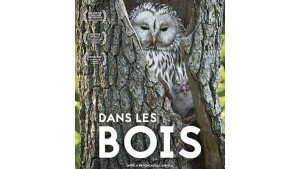 Dans les bois