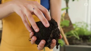 Mon premier potager : Les associations végétales