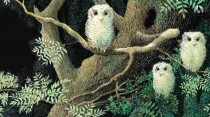 Bébés chouettes : album filmé