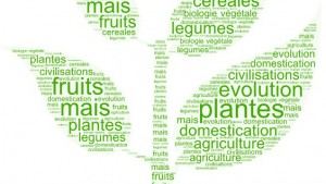 Comment l'homme a domestiqué les plantes ?