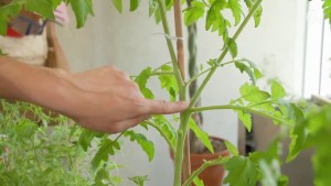 Mon premier potager : Tailler un pied de tomate