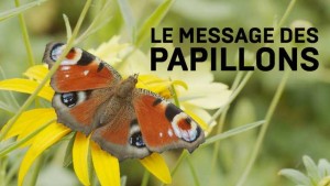 Le message des papillons